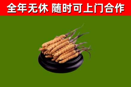 南宁烟酒回收冬虫夏草.jpg